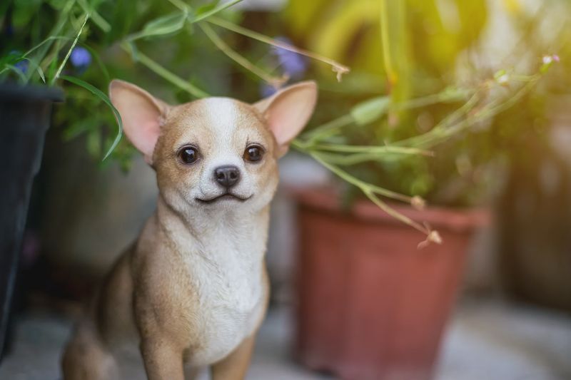87793 - CHIHUAHUA / 9.5" H