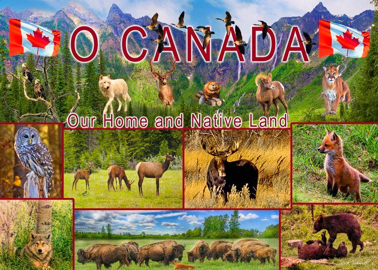 DISC1000 PC - 483 - PUZZLE - O CANADA / OUR HOME AND NATIVE LAND