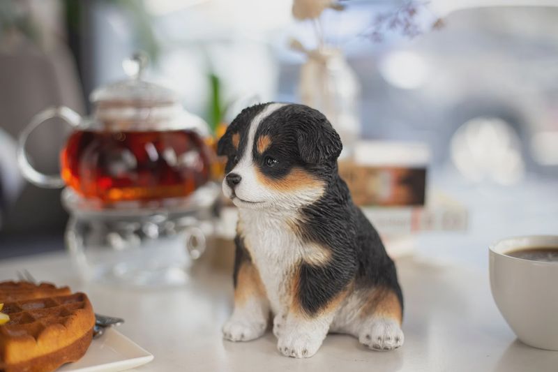 87624-08 - AUSTRALIAN SHEPHERD - TRI COLOUR / 5.75" H