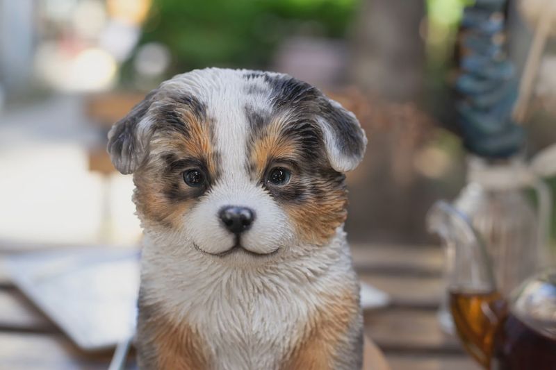 87624-09 - AUSTRALIAN SHEPHERD - MERLE / 6.1" H