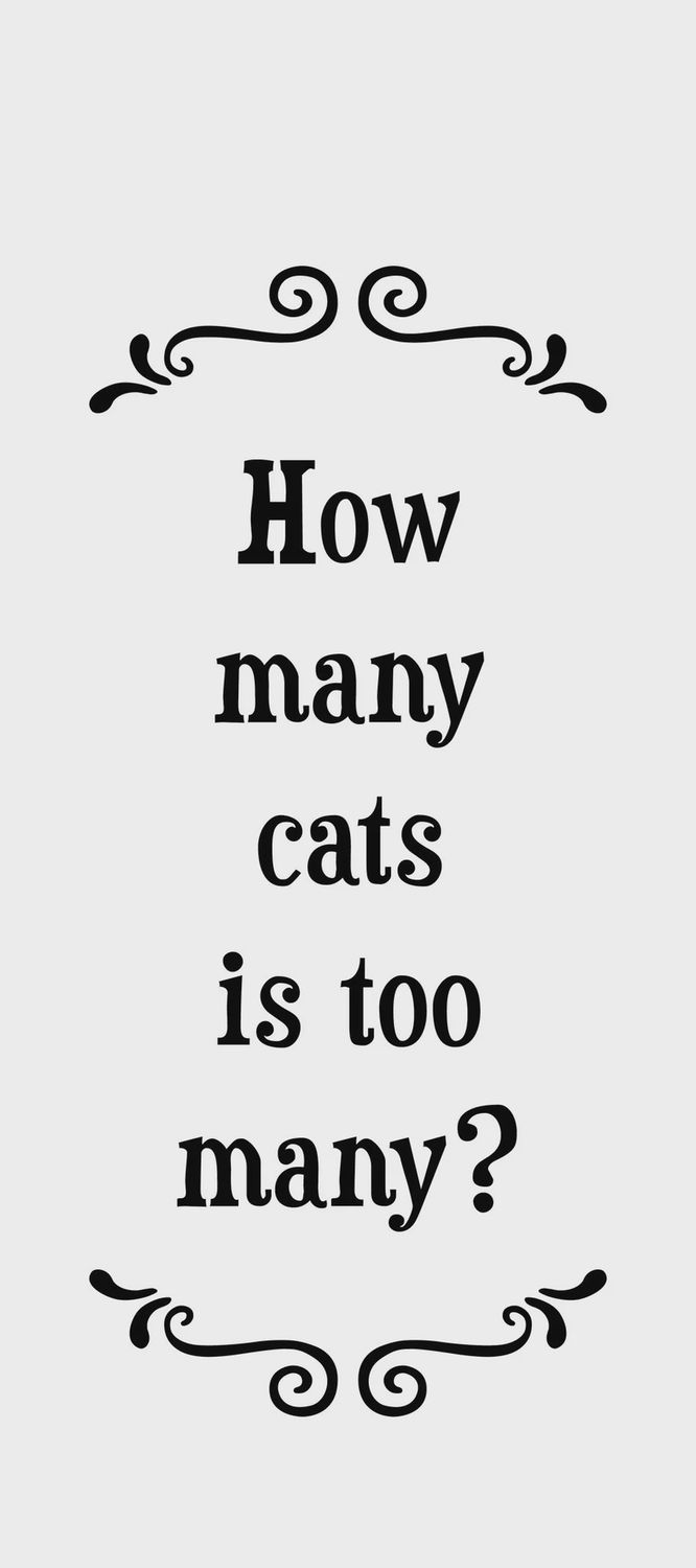 479-SFT0251 - SCRUNCHY FACE TOWEL / HOW MANY CATS
