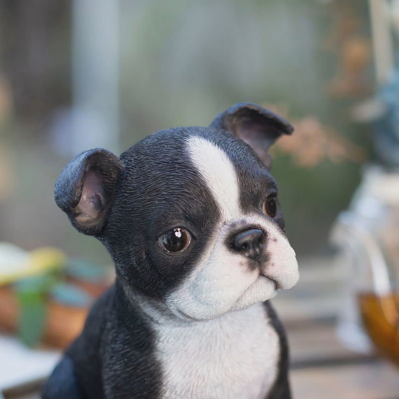 87624-05 - BOSTON TERRIER PUPPY / 6.5" H