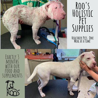 Healthy Skin Protocol - Small Dog