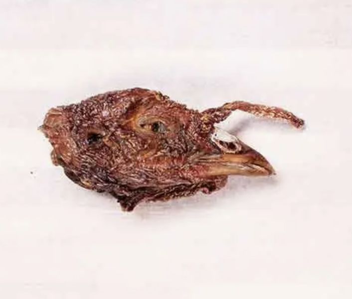 Dehydrated Turkey Head