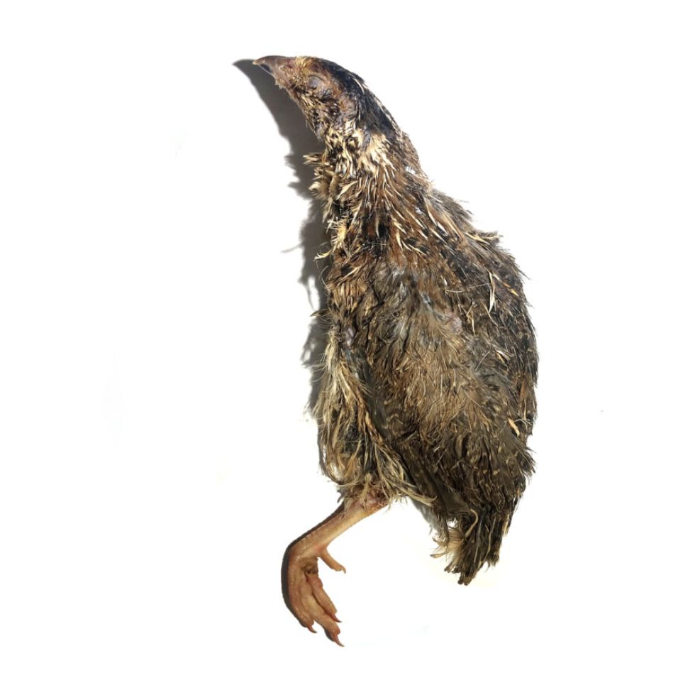 Savage Dog/Cat Food Quail Whole 6 Oz 2 Pack