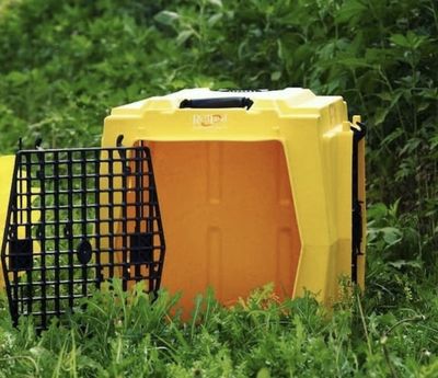 Ruffland Performance Kennels Yellow