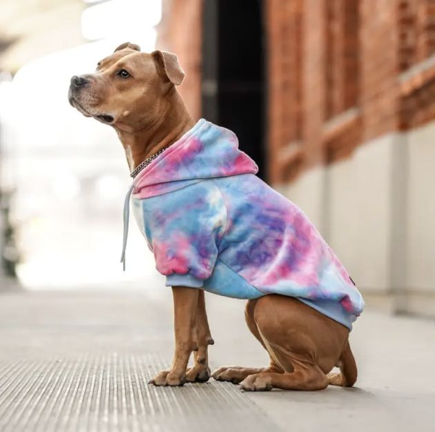 Spark Paws Snow Cone Velvet Dog Hoodie - 2XL