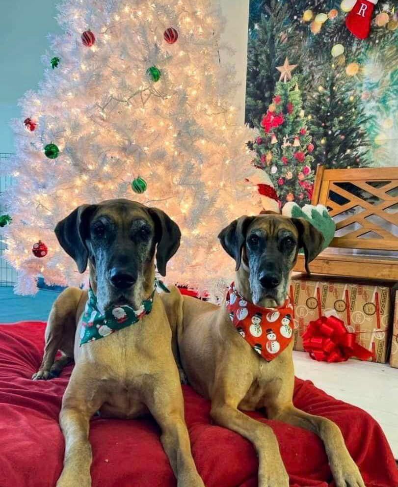 Christmas Gift Bundle