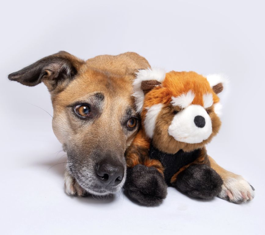 Fluff &amp; Tuff - Red Panda Dog Toy
