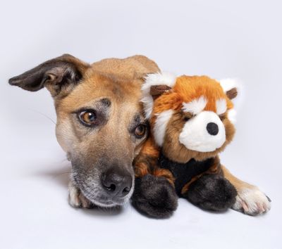 Fluff &amp; Tuff - Red Panda Dog Toy