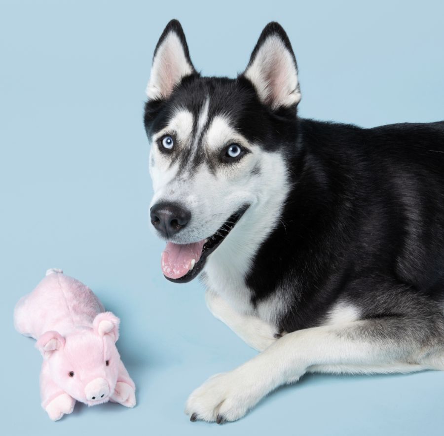 Fluff &amp; Tuff - Pig Dog Toy