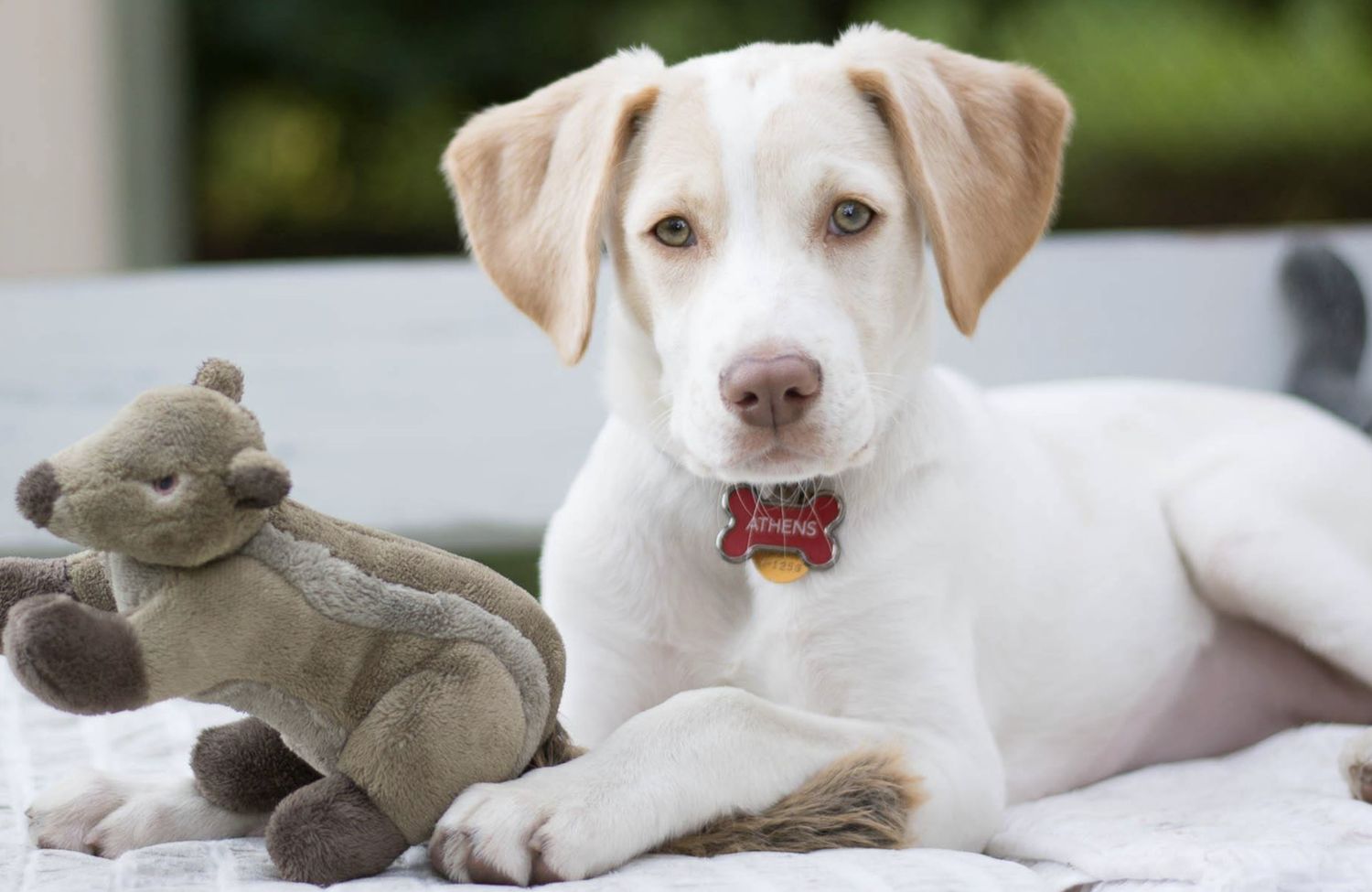 Fluff &amp; Tuff - Chipmunk Dog Toy