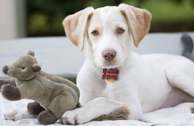 Fluff &amp; Tuff - Chipmunk Dog Toy