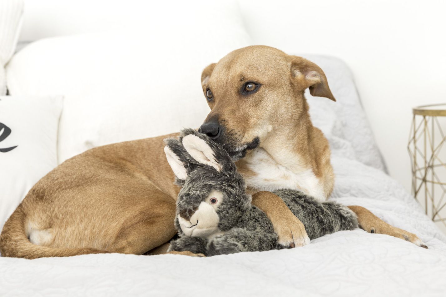 Fluff &amp; Tuff - Wabbit Dog Toy