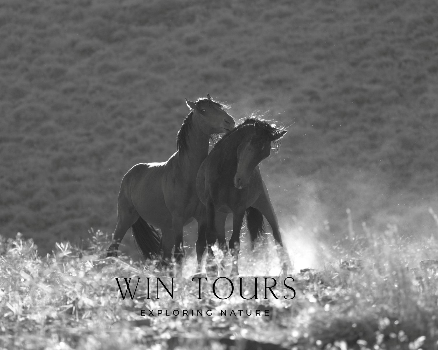 Three Hour Guided Wild Horse Tour with Photo Assist-Deposit of $200