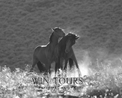 Three Hour Guided Wild Horse Tour with Photo Assist-Deposit of $200