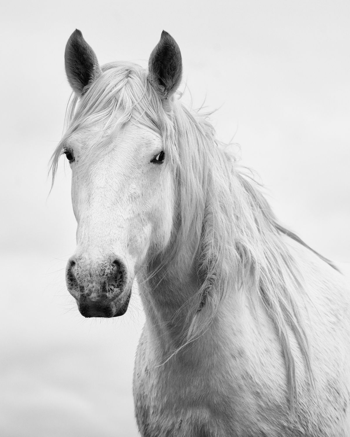 Wild White Stallion 8x10 Print
