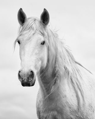Wild White Stallion 8x10 Print