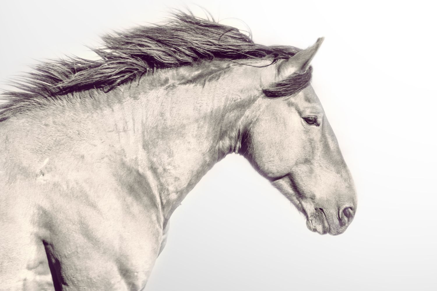 Lead Stallion 8x10 Print
