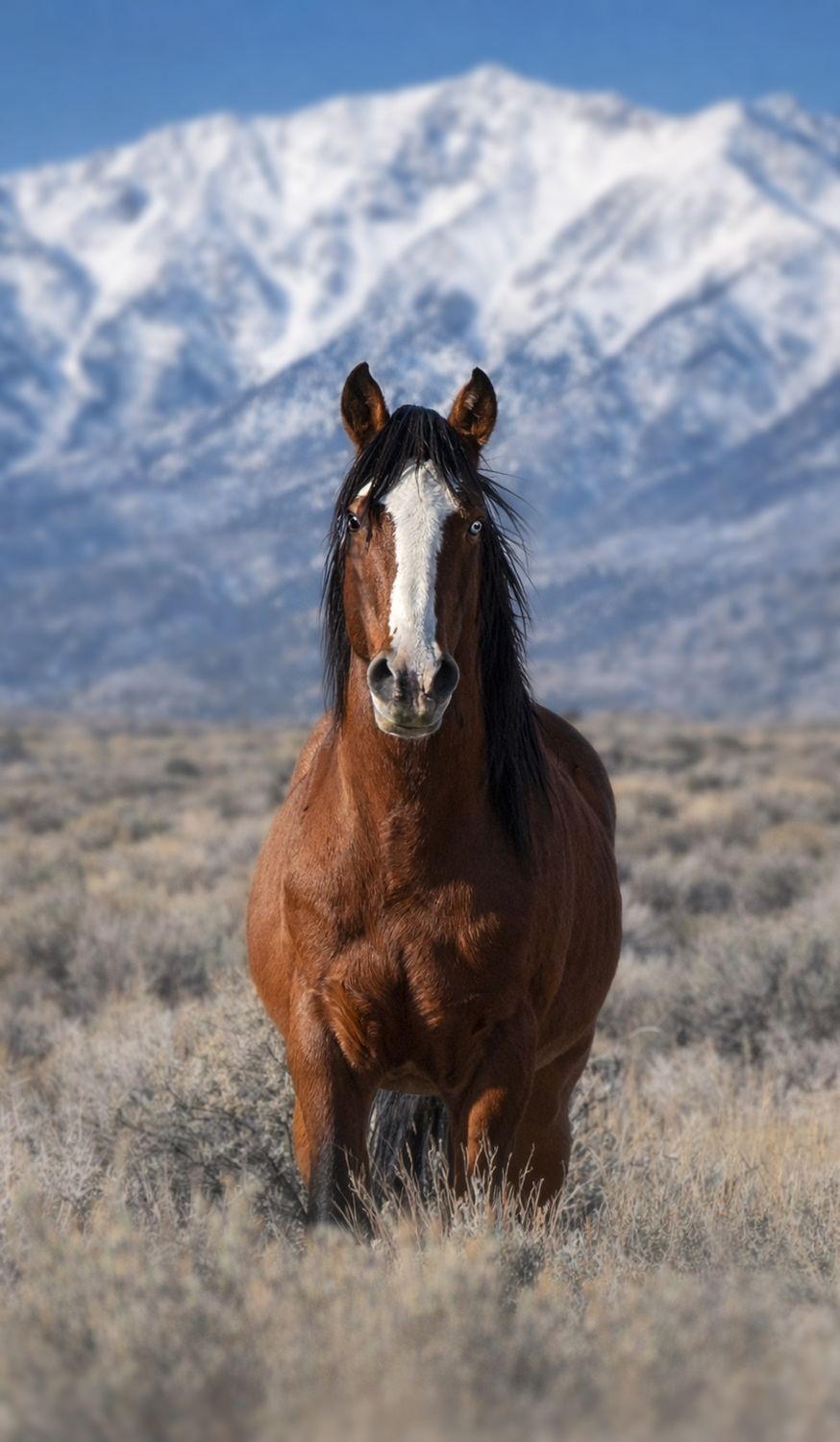 Four Hour Guided Wild Horse Tour with Photo Assist-Deposit of $200