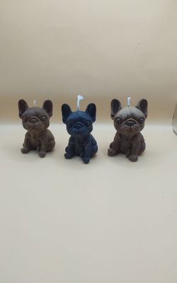 Tier Französische Bulldogge
