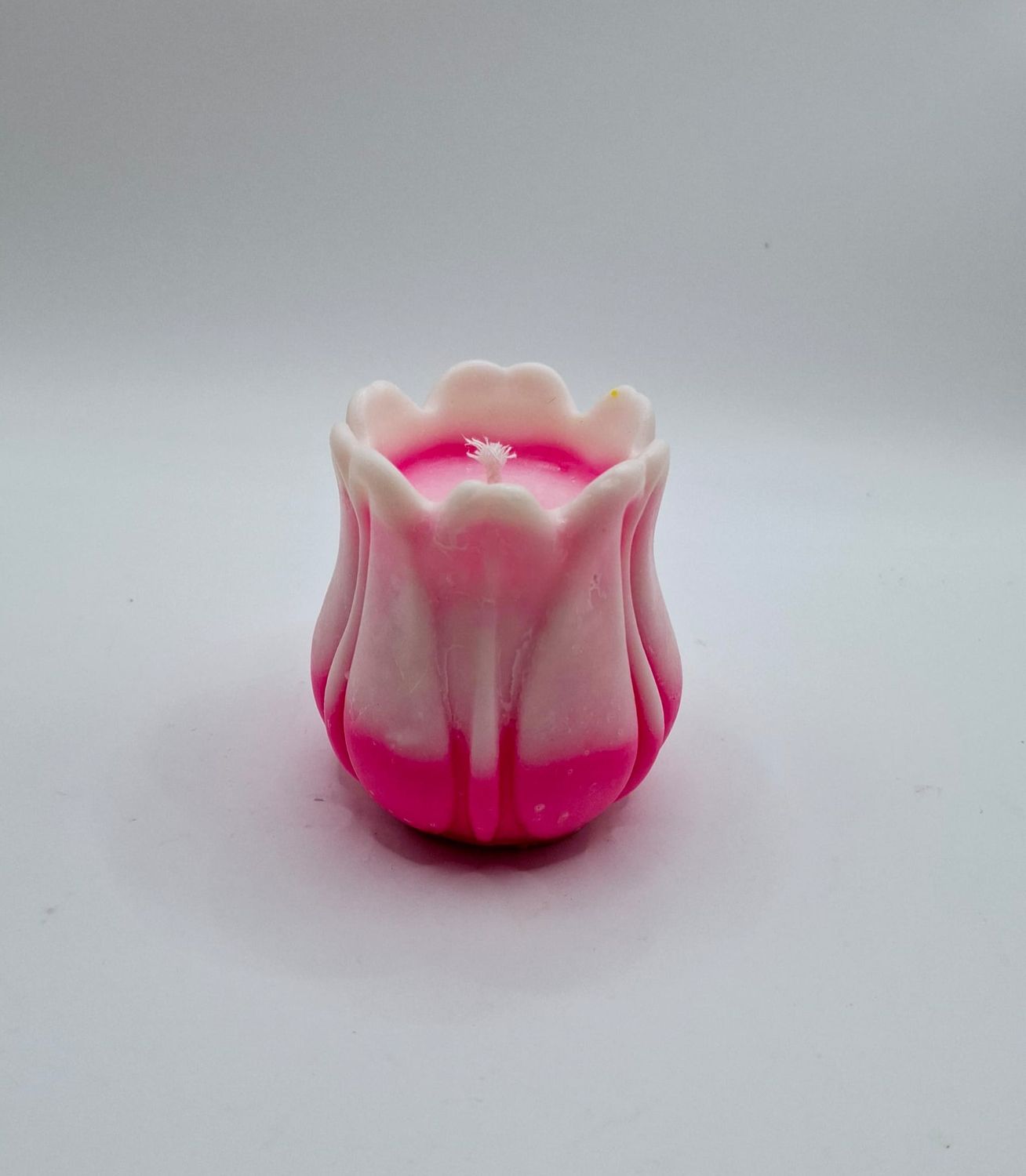 Blume Tulpe