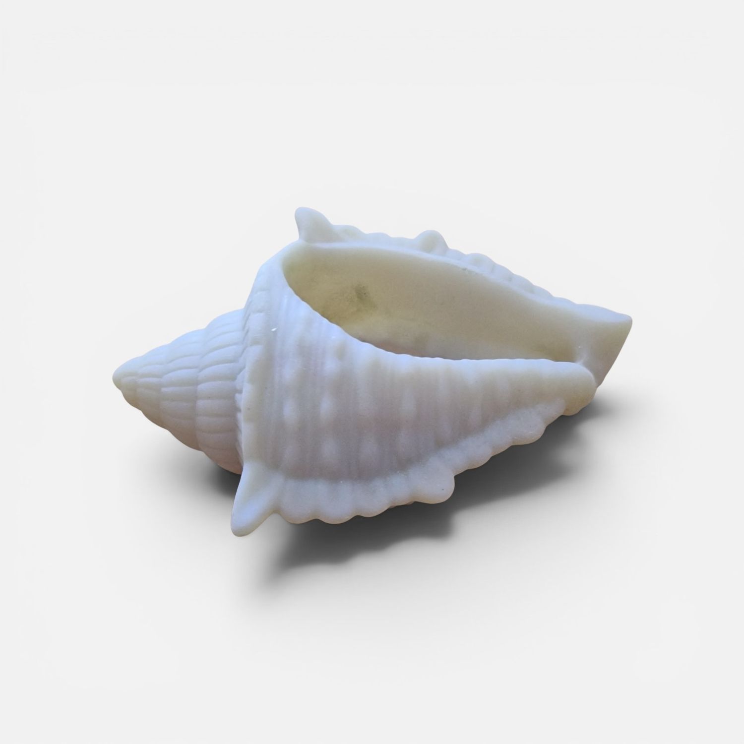 🐚💎 große Astmuschel aus hochwertigem Epoxidharz