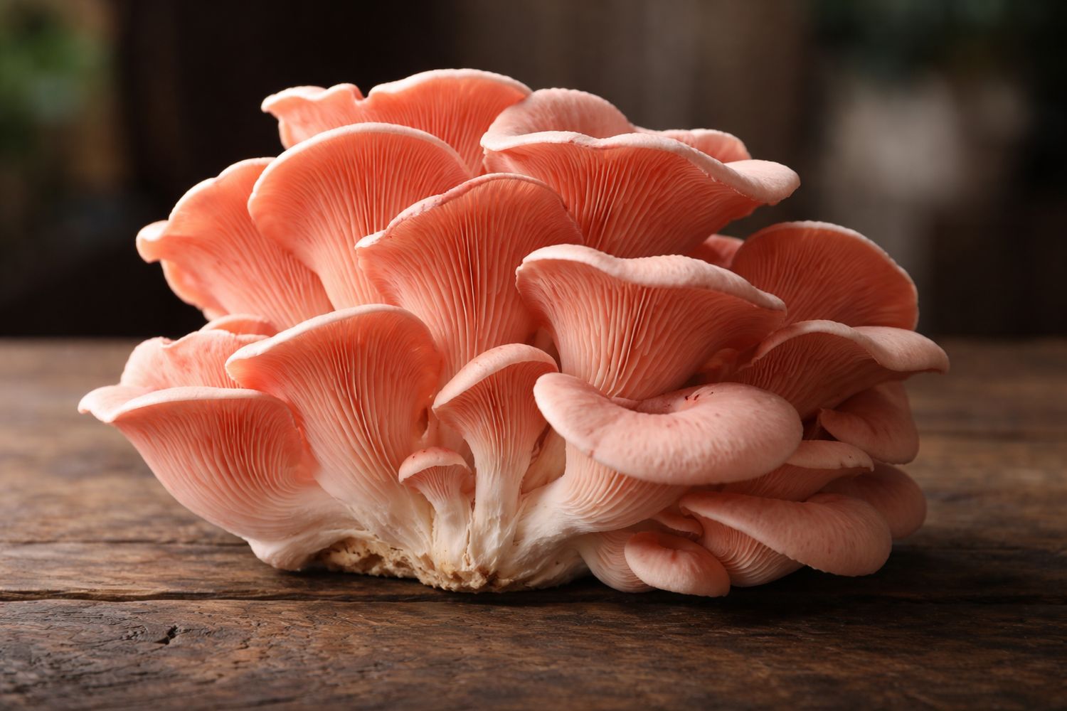 PINK OYSTER