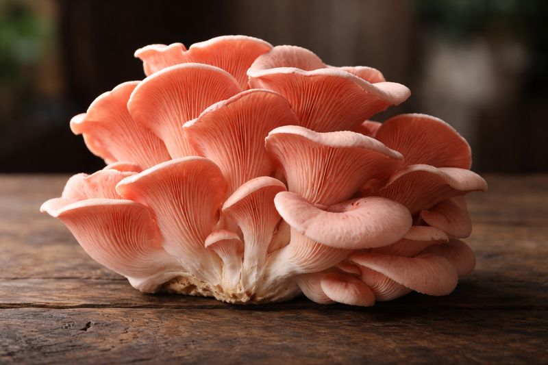 PINK OYSTER