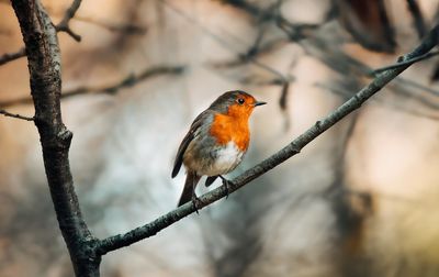 Bird Food