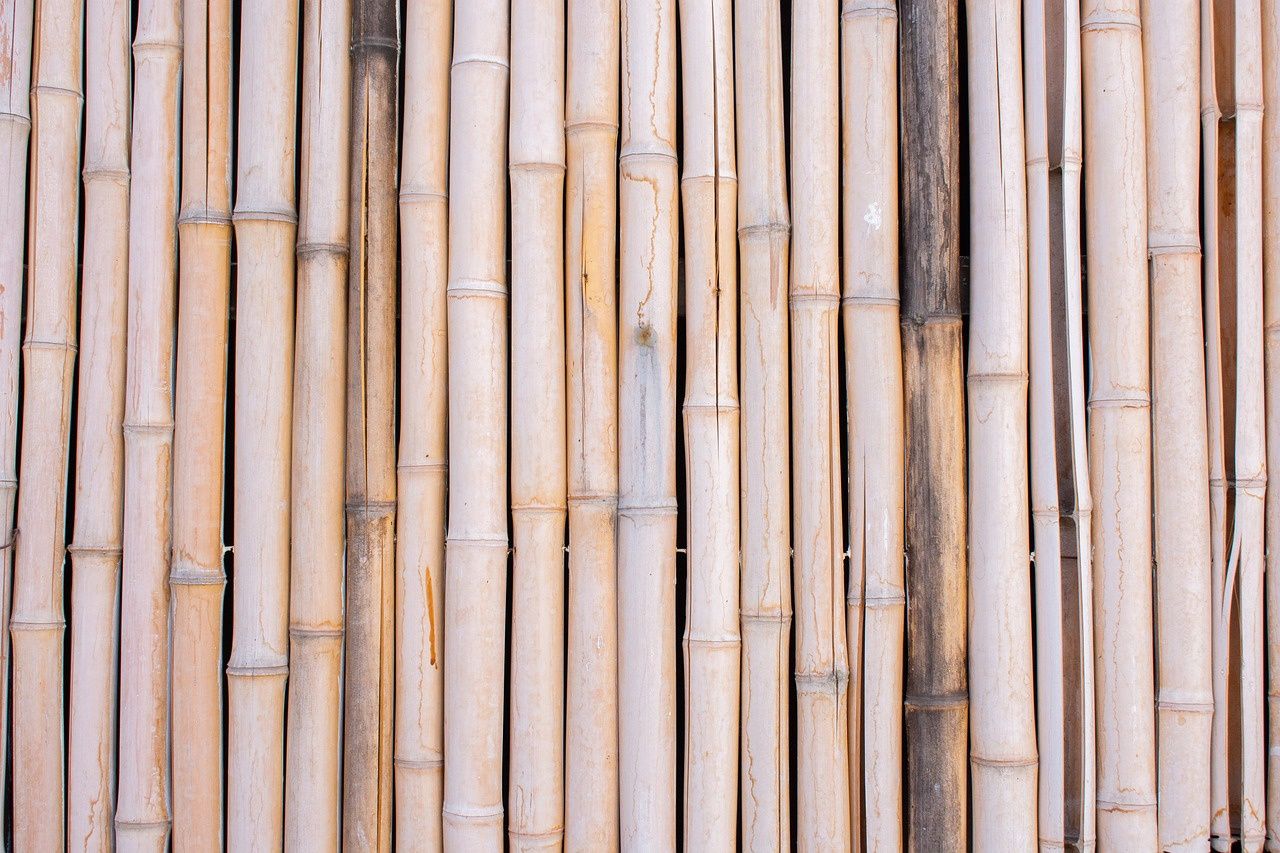 Bamboo Canes