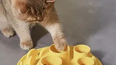 Anti schrokbak voor katten (Cat digger)