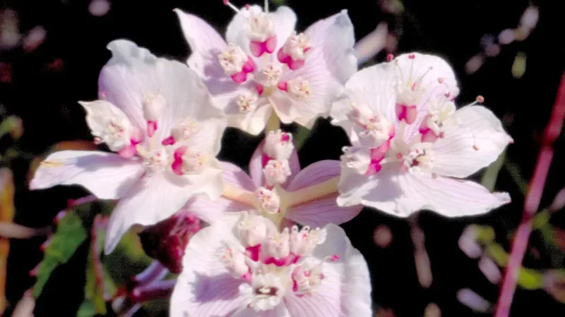 Australische bloesemremedies