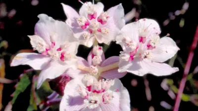 Australische bloesemremedies