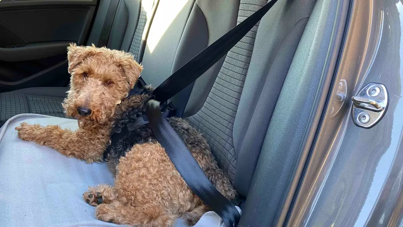 Auto hondengordel Trailstone™ Dog Seat Belt