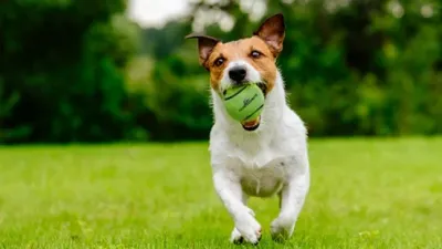 Veilige tennisbal Dog Comets Neutron Star (met pieper)