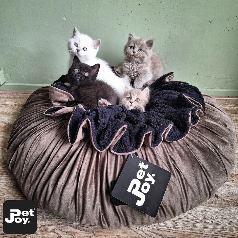 Pet-Joy Cozy kussen voor kleine honden en katten (2 kleuren leverbaar)