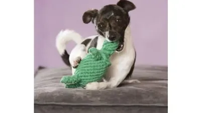 Tina Turtle Laboni