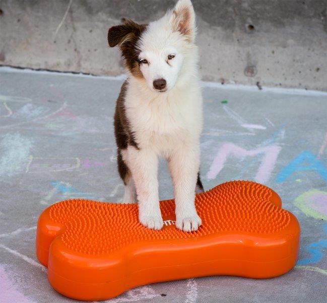 K9FITbone Orange