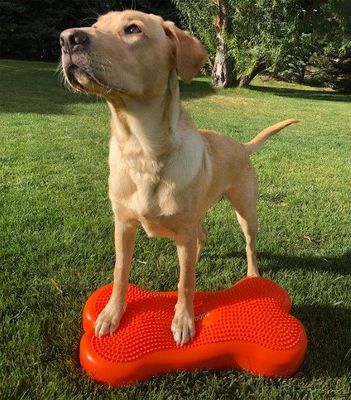 K9FITbone Orange