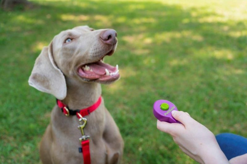 Clicker van Petsafe Clik-R Training Tool