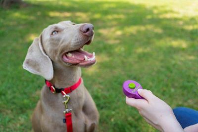 Clicker van Petsafe Clik-R Training Tool