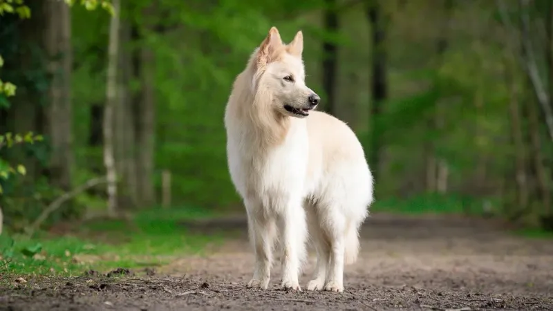 Fotoshoot van en met je hond
