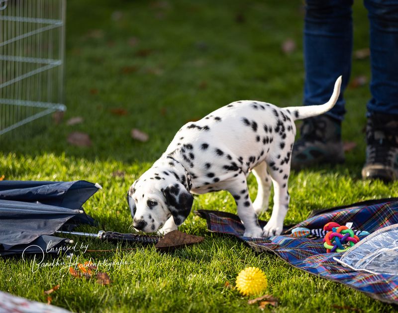 Puppy socialisatieles