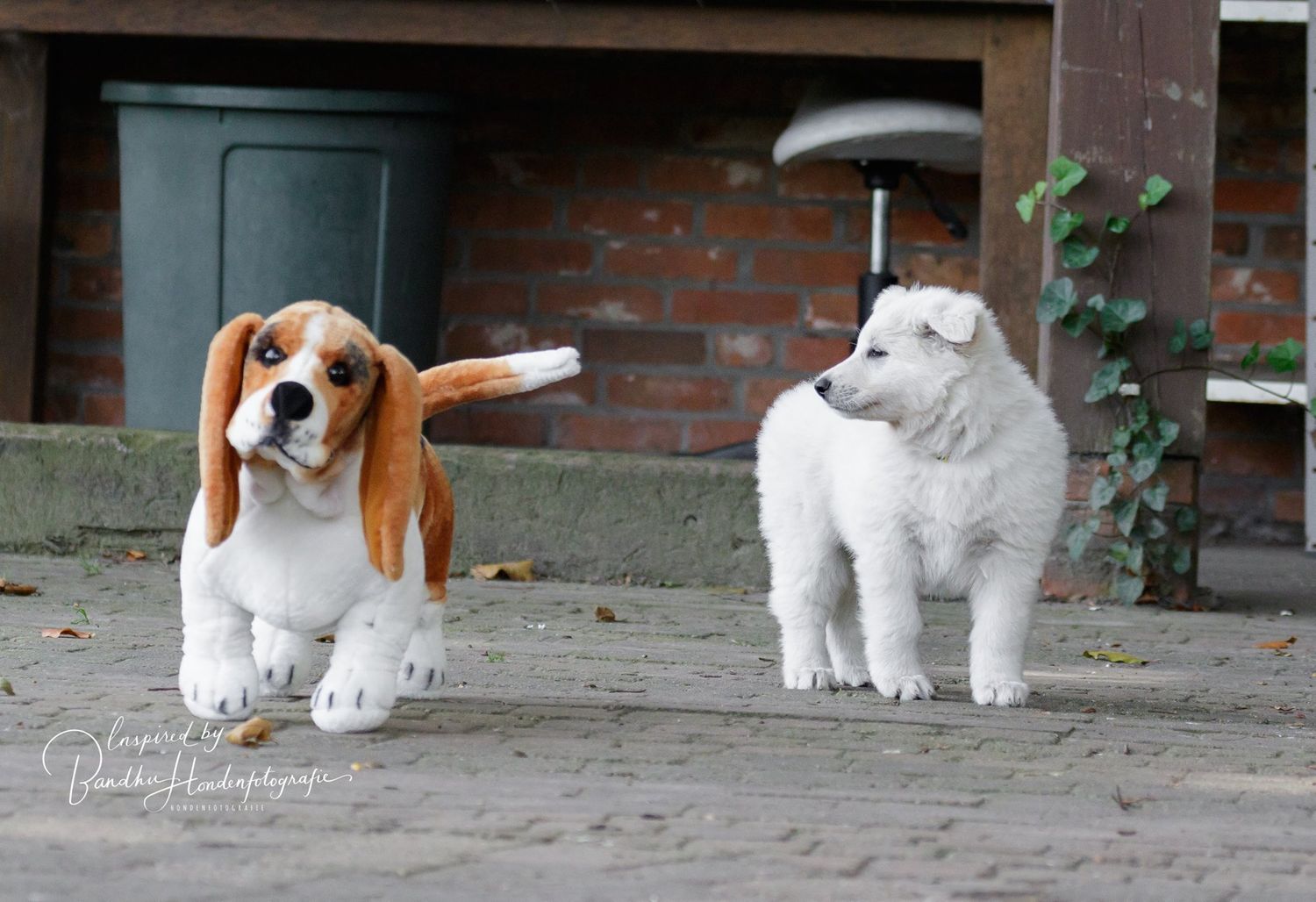 Puppy observatie gedragstest
