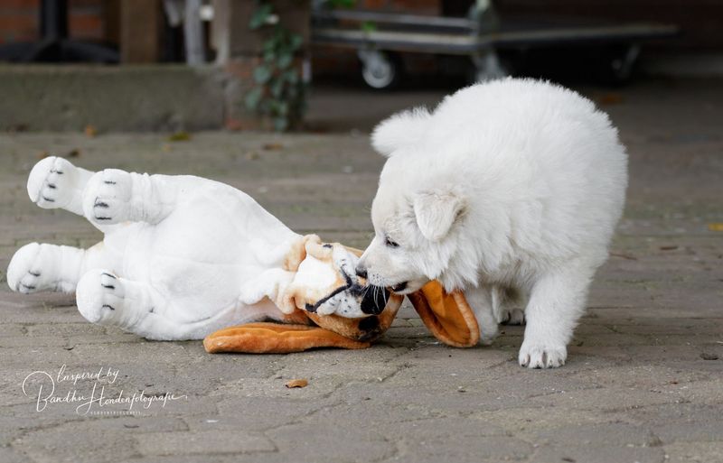 Puppy observatie gedragstest
