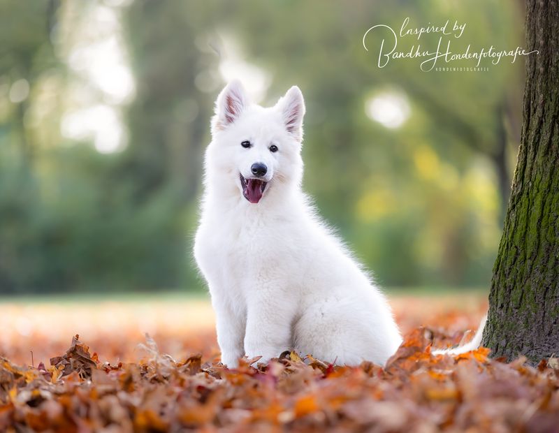 Puppy huisbezoek