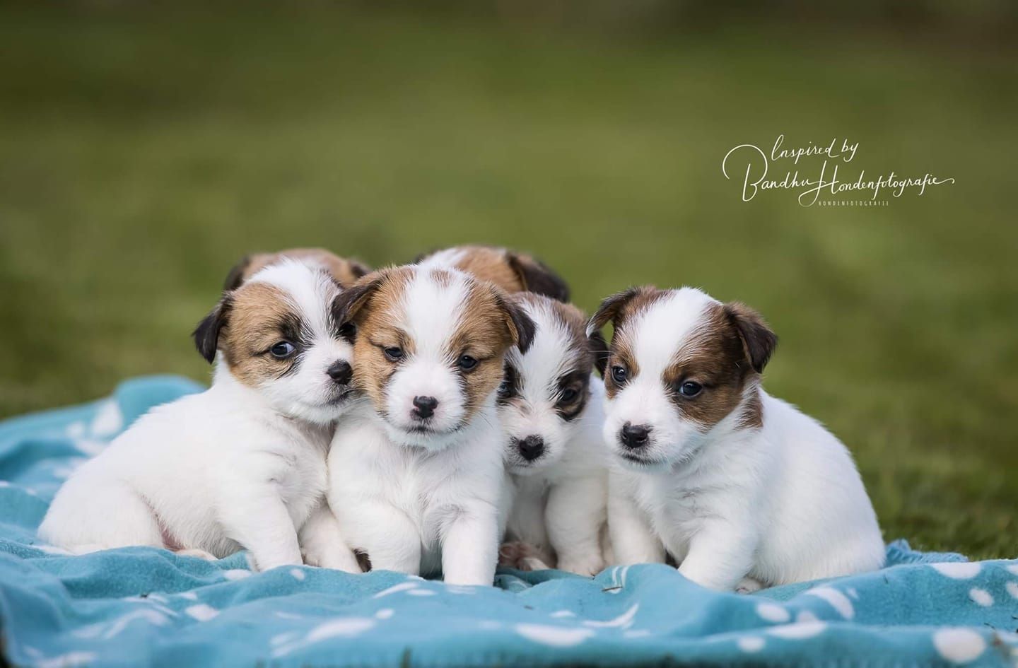 Puppy huisbezoek