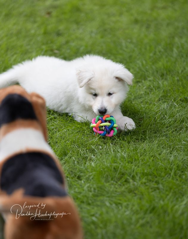 Puppy socialisatieles