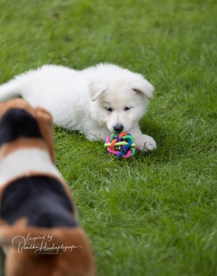 Puppy socialisatieles